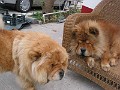20121110_Cusca_Avalanche (46)